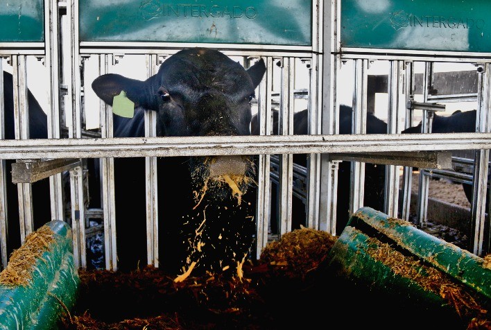 Teste de Eficiência Alimentar Angus tem inscrições prorrogadas até 30 de abril