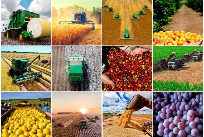 Valor da Produção Agropecuária de 2021 deve ser 12,4% maior que o do ano passado