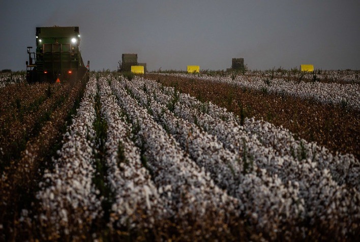 Imea prevê produção de algodão de 1,66 mi de t de pluma para 2020/21 em MT