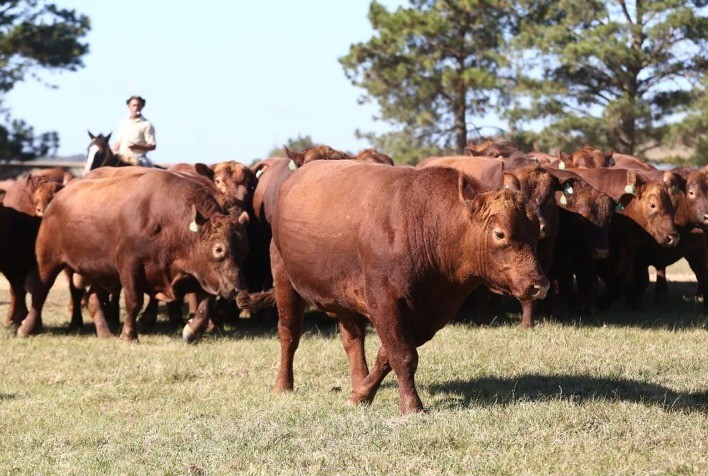 Temporada de outono deve apresentar valorização de 30% nos preços do gado