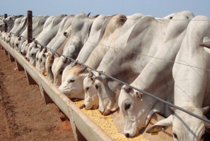 Alta nos custos de produção deve impactar o volume de animais confinados em 2021, aponta StoneX