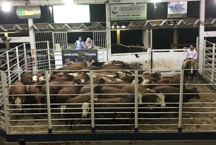 Bom momento da pecuária gera expectativa de forte demanda na Temporada de Outono