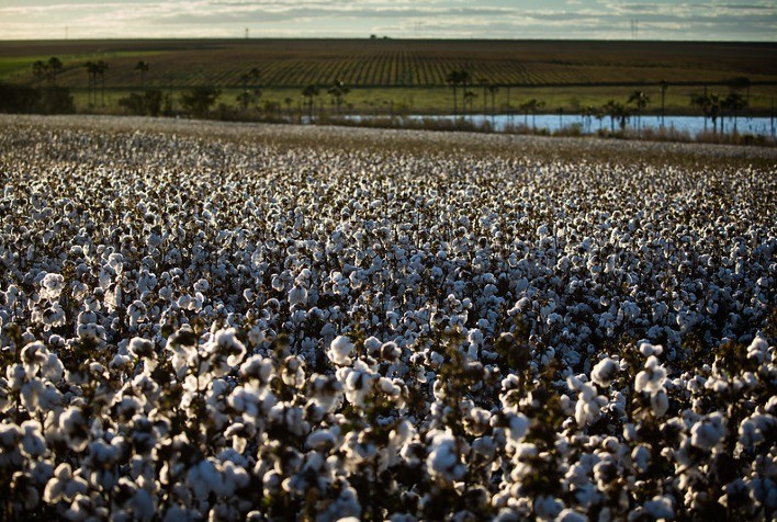 Sumitomo Chemical integra o movimento Sou de Algodão