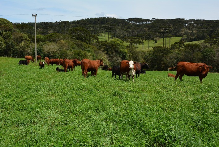Sábado, dia 24: Bovicorte leiloa 400 animais em Chapecó