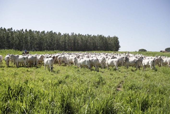 CFM intensifica uso de touros jovens na seleção