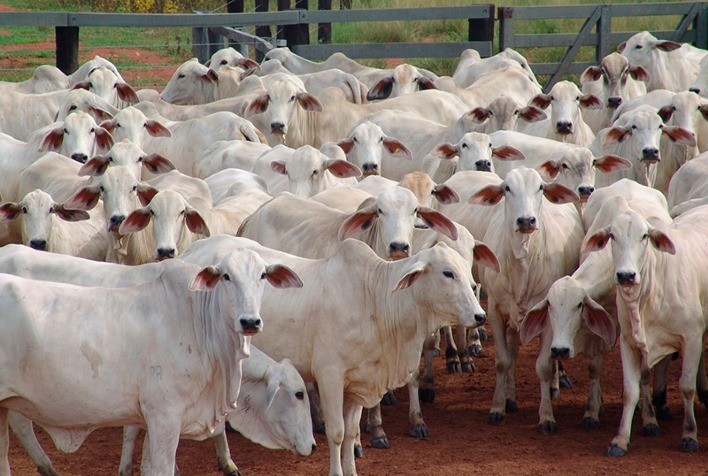 Estudo nacional que comprova eficácia de aditivo para produtividade e eficiência alimentar do gado de corte será capa do Journal of Animal Science