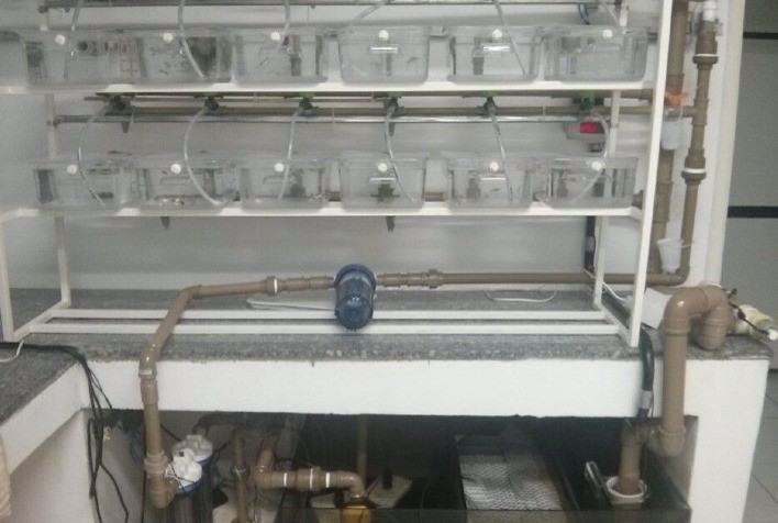 Instituto de Pesca estuda Sistemas de Recirculação de Água, considerados a forma mais ecológica de produzir peixes em nível comercial