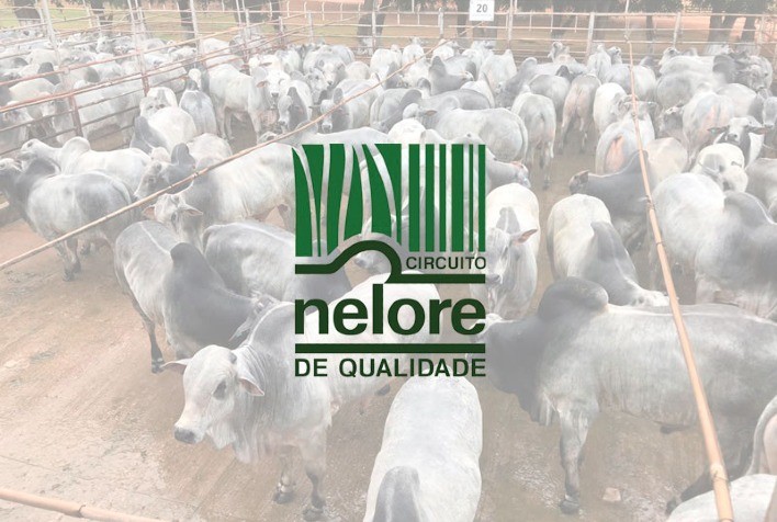 Circuito Nelore de Qualidade 2021 aperfeiçoa regulamento, cria novo campeonato e avança na avaliação da qualidade da carne Nelore