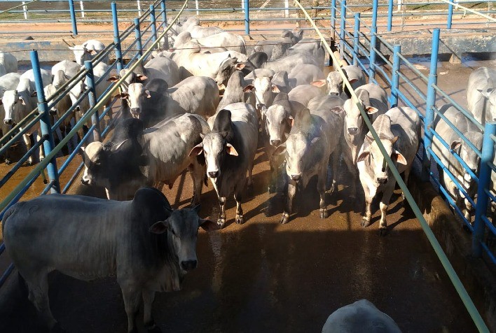 Leilão Virtual Nelore do Golias oferta genética Nelore com selo de qualidade para a carne