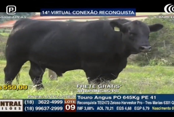 Reconquista fatura alto com venda de Angus e cruzas