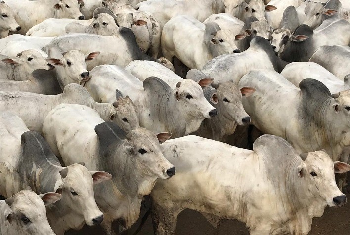 Webinar com especialistas da Elanco e ESALQ-USP divulga resultado de estudo capa no Journal of Animal Science