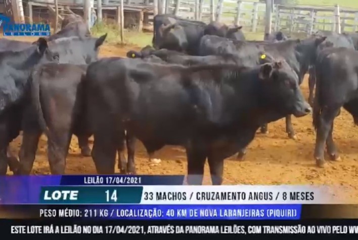 6º Leilão Cruza Angus tem alta de 58% no faturamento