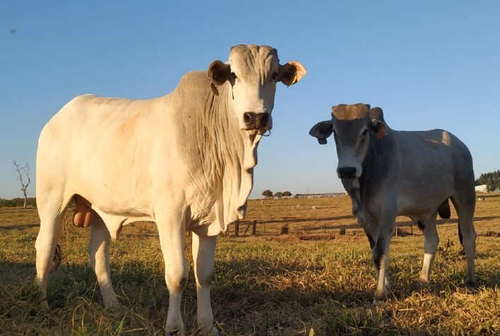 Pesquisa inédita da UFV alerta para importância do metabolismo do fígado no confinamento