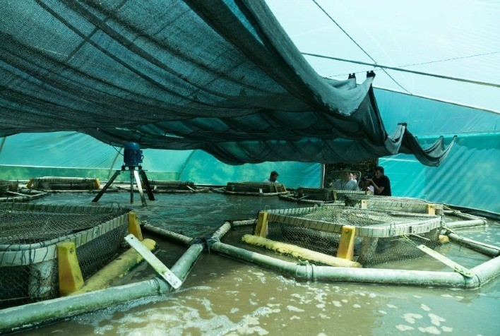 Embrapa e Itaipu desenvolvem projeto para produzir peixes em sistema de bioflocos