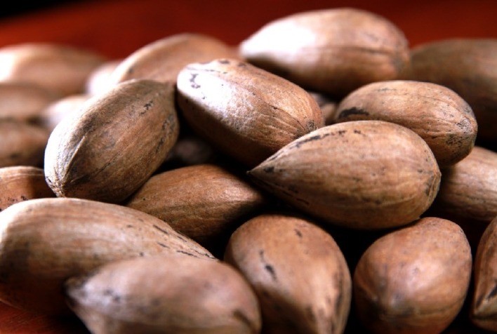 Embrapa lança documento com áreas recomendadas para cultivo da nogueira-pecã no Sul do país