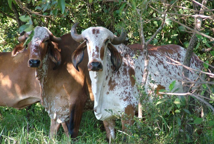 Governo de Minas e estado de Queensland, na Austrália, promovem webinar sobre pecuária bovina