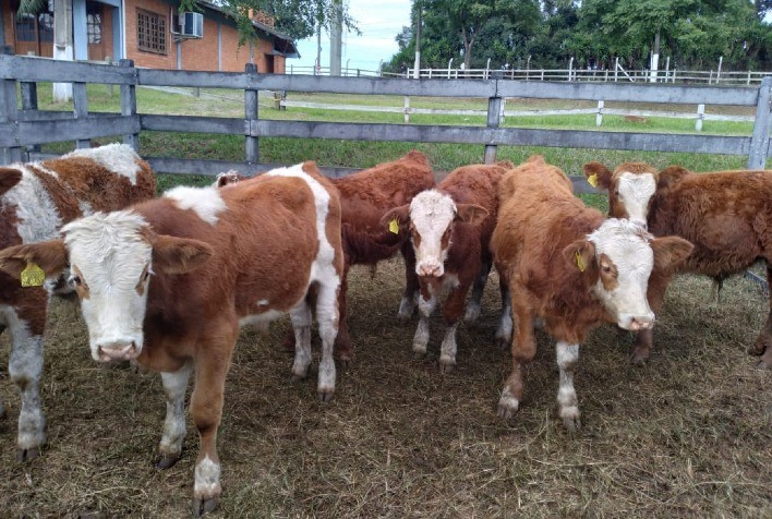 Bovicorte comercializa quase R$ 900 mil em cabeças de gado