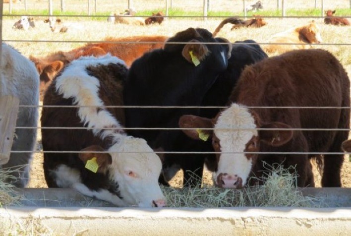 Santa Catarina pretende implantar Laboratório de Reprodução Bovina em Campos Novos