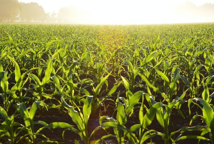 Desafios da cultura do milho no agronegócio brasileiro