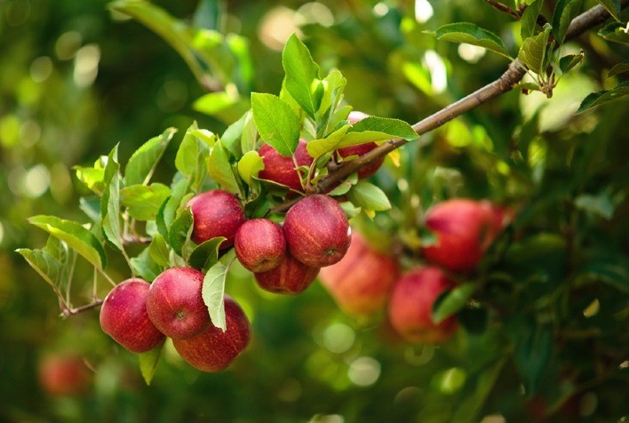 Fruticultura: Principal doença da cultura, sarna da macieira exige atenção do produtor na safra