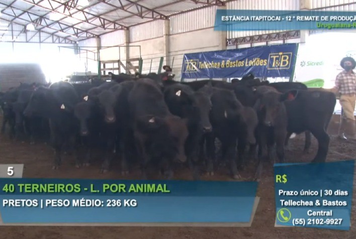 Itapitocai registra médias aquecidas para animais cruza Angus