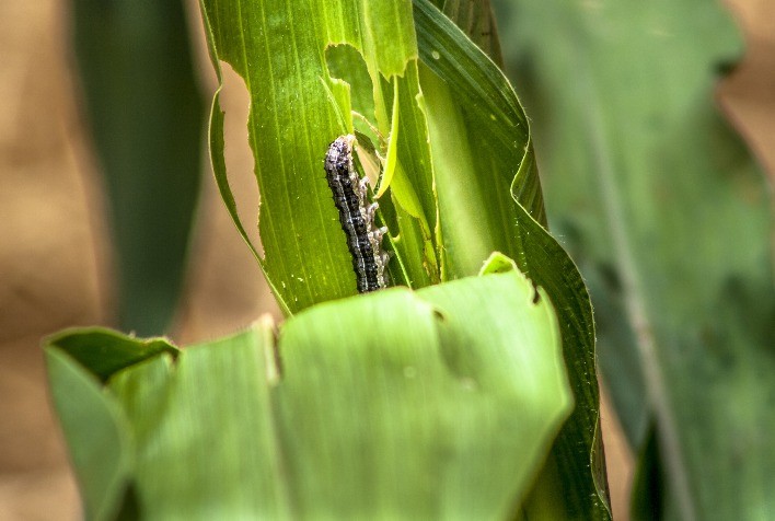 Oxitec recebe aprovação de biossegurança da CNTBio para nova solução de controle da lagarta-do-cartucho-do-milho