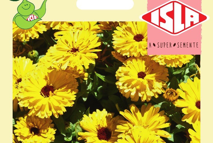 Novas variedades de sementes de flores comestíveis chegam à ISLA