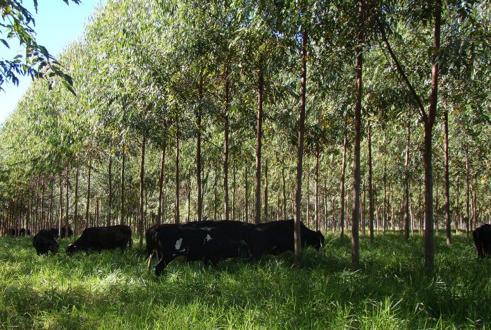 Inova Norte discute Integração Lavoura, Pecuária, Floresta