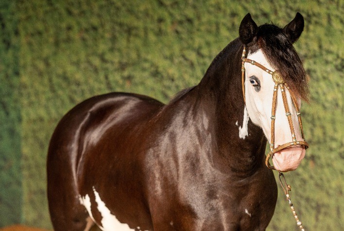 Criadores estrangeiros investem cada vez mais na Raça Crioula