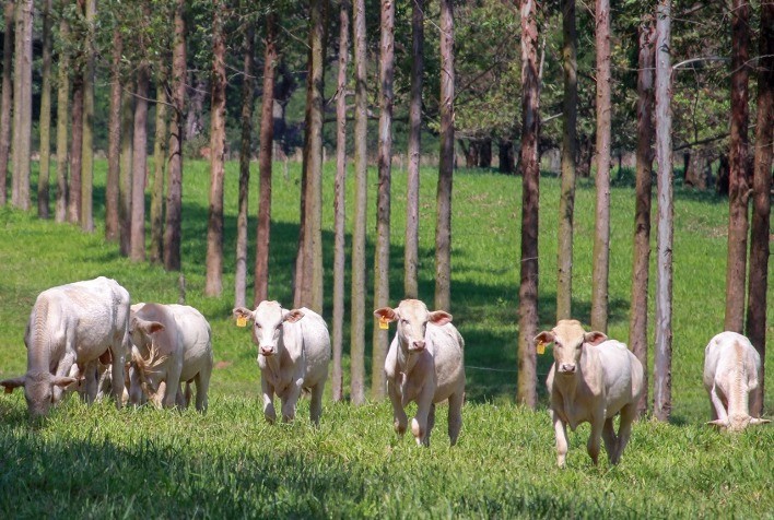 Inovação e sustentabilidade são desafios da bovinocultura brasileira
