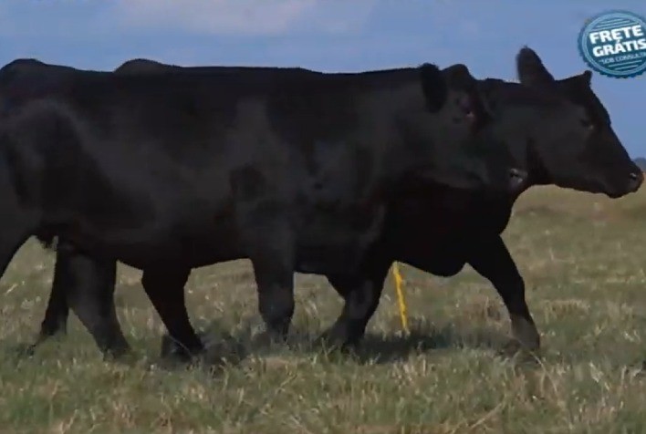 Leilão Revolution tem pista aquecida com liquidez total e segue nesta semana