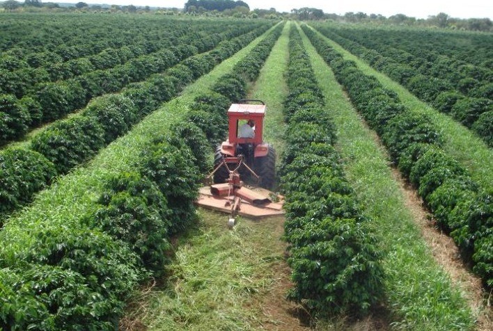 Braquiária na entrelinha do café traz ganhos ao produtor e ao meio ambiente