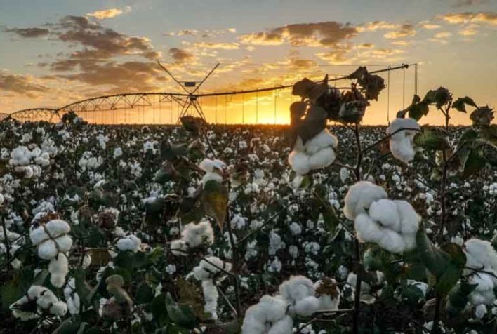 Algodão tem forte alta em NY rompendo 90 cts, com apreensão com clima