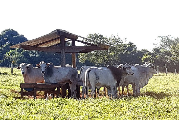 Mercado do boi gordo: de olho nas escalas de abates