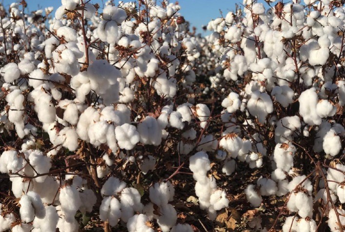 Novo algodoeiro apresenta alta produtividade e resistência às principais doenças da cultura
