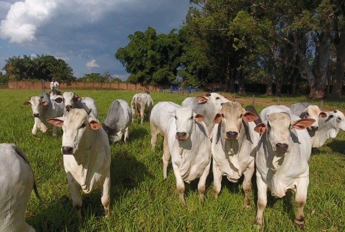 26º Leilão Virtual Nova Era VR JO tem oferta especial de reprodutores Nelore durante Expozebu 2021
