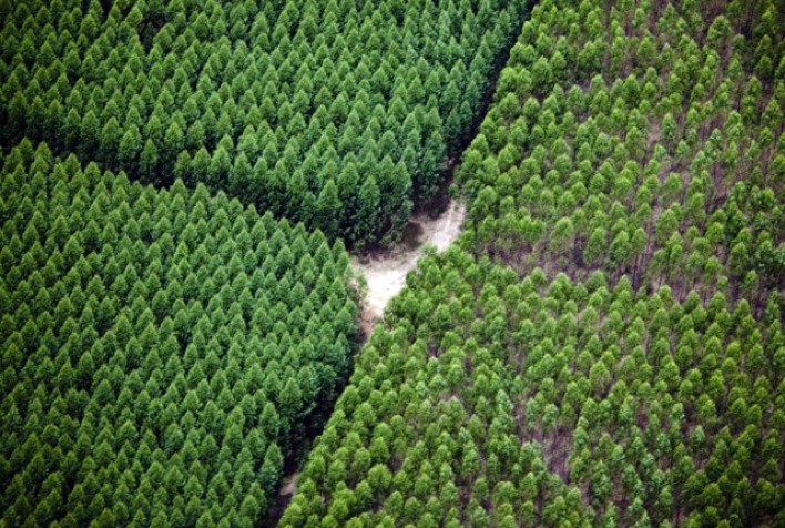CMPC é certificada novamente pela Forest Stewardship Council e o Programa Brasileiro de Certificação Florestal