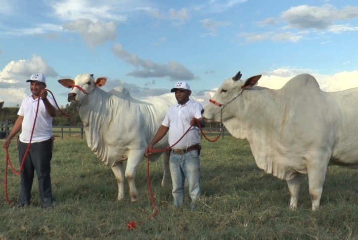 33º Leilão Virtual Noite do Nelore Nacional irá ofertar animais campeões e de alta qualidade genética junto de grandes convidados