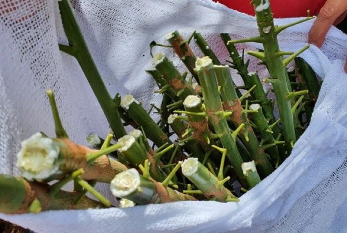 Viveiristas aprovam novos clones de seringueira