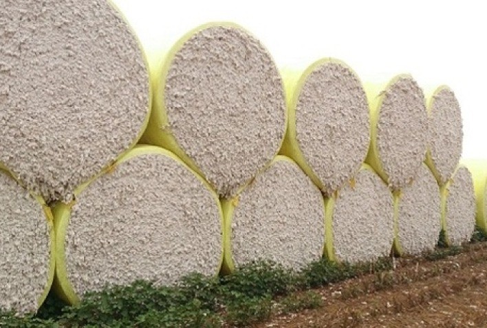 Algodão: Indicador volta a operar acima dos R$ 5/lp