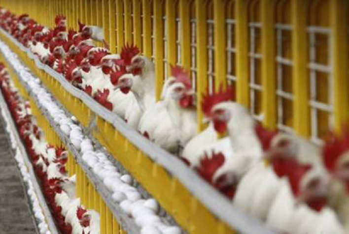 Produção de ovos: rações com aditivos naturais contribuem para melhor potencial produtivo de aves de postura