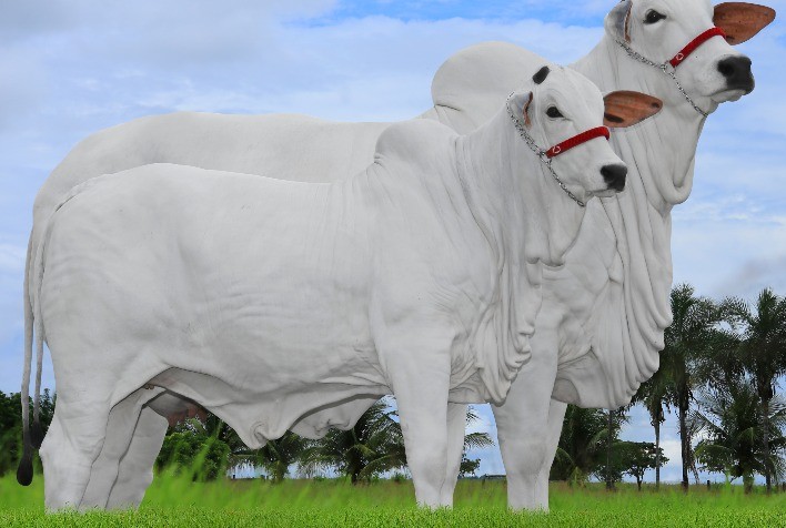 Ipê Ouro promete leilão histórico no dia 2 de maio, durante ExpoZebu