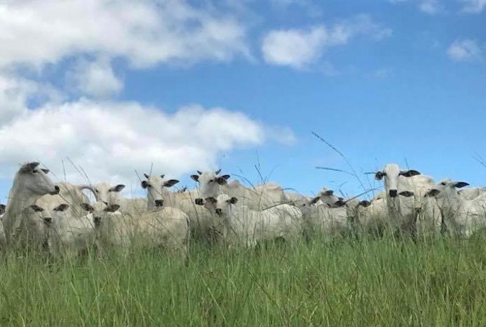 Safra Leilões realiza 2º Leilão Virtual dos Produtores Rurais com grande oferta de bezerros