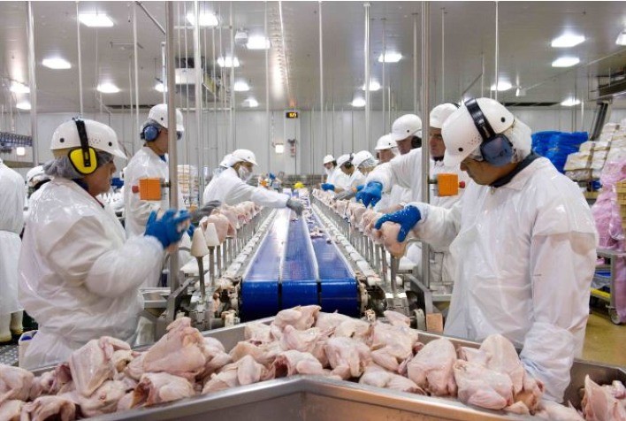 Frango abatido: desempenho em abril e no primeiro quadrimestre de 2021