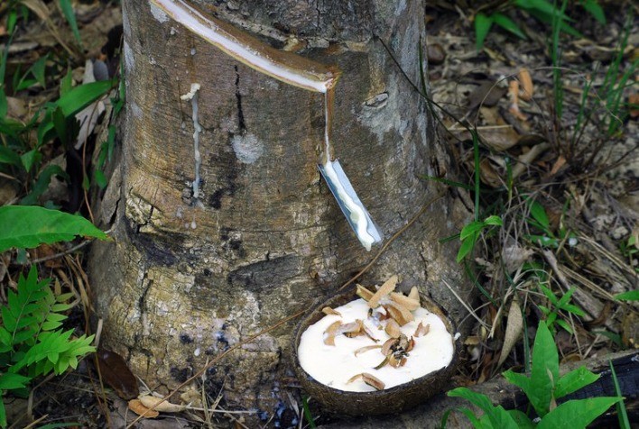 Produtores de borracha natural podem aderir ao sistema de produção integrada