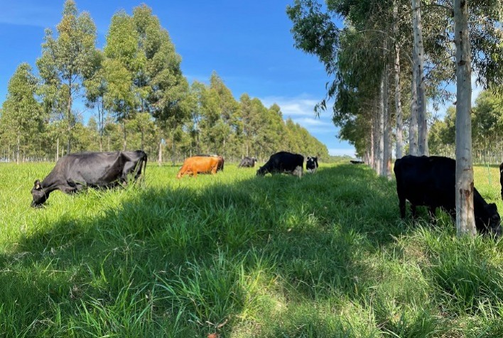 Embrapa aposta na descarbonização da produção de leite