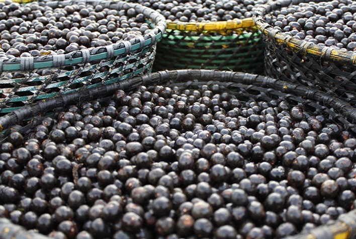 Choque térmico nos frutos de açaí e cipó-alho para dieta de alevinos de pirarucu são destaques no aniversário da Embrapa