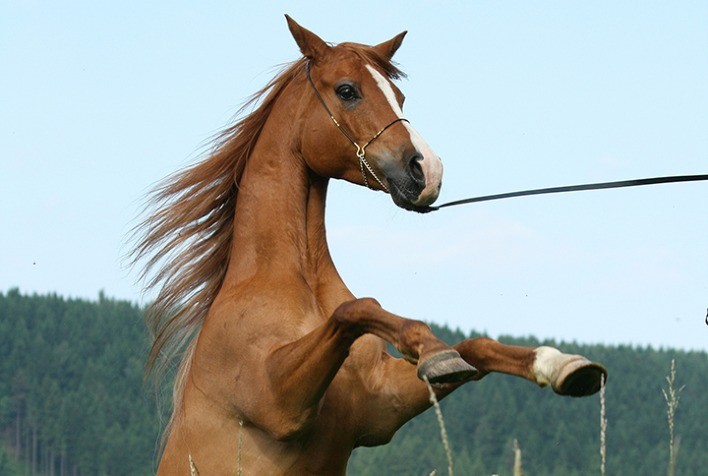 Vetoquinol amplia portfólio de suplementos para cavalos da linha Equistro