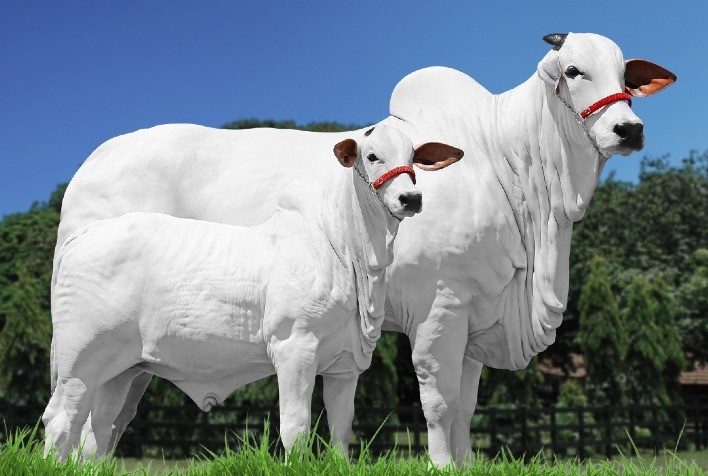 Leilão Ipê Ouro oferta lotes Nelore de alta qualidade genética em três etapas