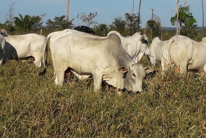 Panorama do mercado obriga pecuaristas a recalcular rota visando maior lucratividade na fazenda